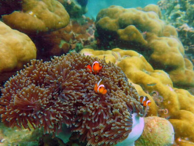 Koh Lipe: 5 Island Snorkeling Trip by Longtail Boat W/ Lunch - Frequently Asked Questions