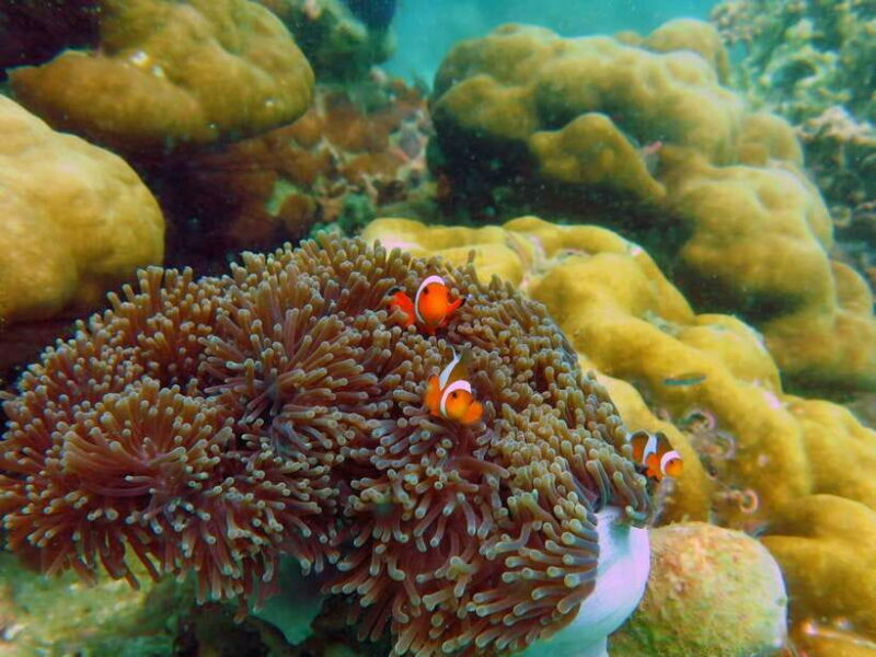 Koh Lipe: 5 Island Snorkeling Trip by Longtail Boat w/ Lunch - Who Will Love This Tour?