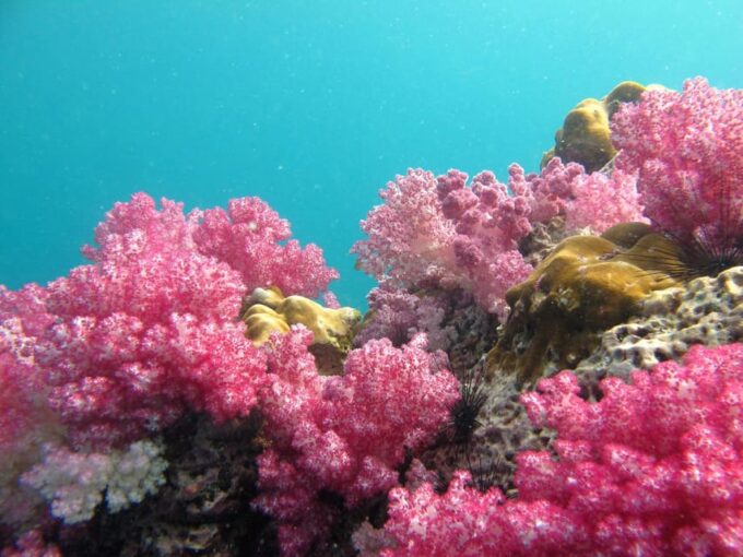 Koh Lipe: 5 Island Snorkeling Trip by Longtail Boat W/ Lunch - Hin Ngam Island