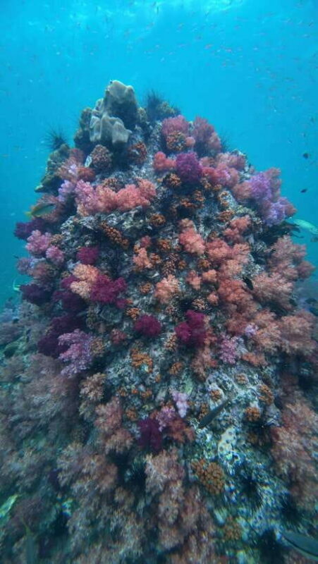Koh Lipe: Half-Day Snorkeling (Morning/Afternoon/Sunset) - Exploring the Details of the Tour