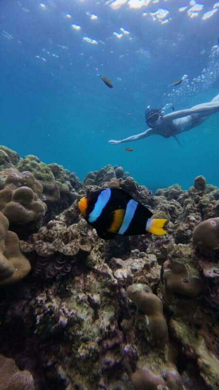 Koh Lipe: Half-Day Snorkeling (Morning/Afternoon/Sunset) - Final Thoughts: Who Should Consider This Tour?