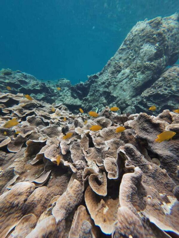 Koh Lipe: Half-Day Snorkeling (Morning/Afternoon/Sunset) - FAQ