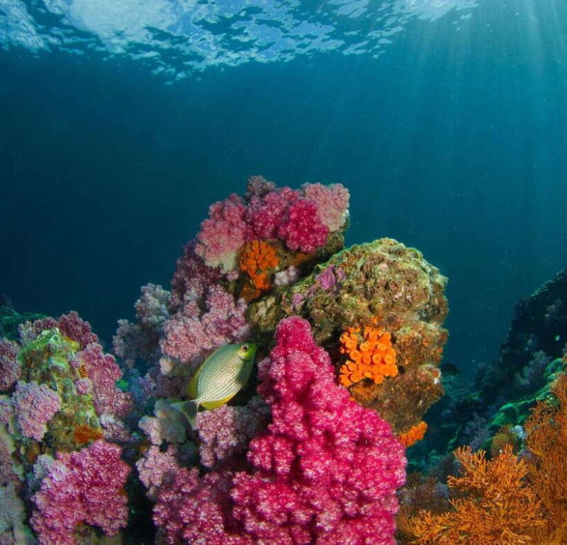 Koh Lipe: Island Hopping by Private Longtail Boat W/ Snorkel - Discovering Koh Ro Khloi, Koh Batong, Koh Mai Pai, and Koh Hin Son