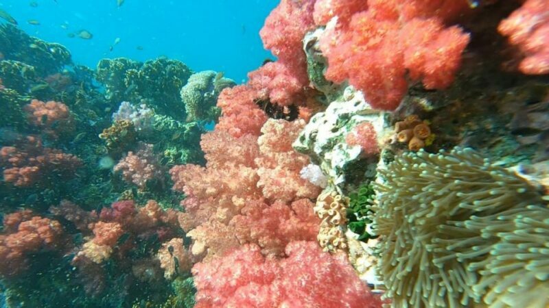 Koh Lipe: Longtail Boat Snorkeling Trip Program A - The Itinerary and What You Can Expect