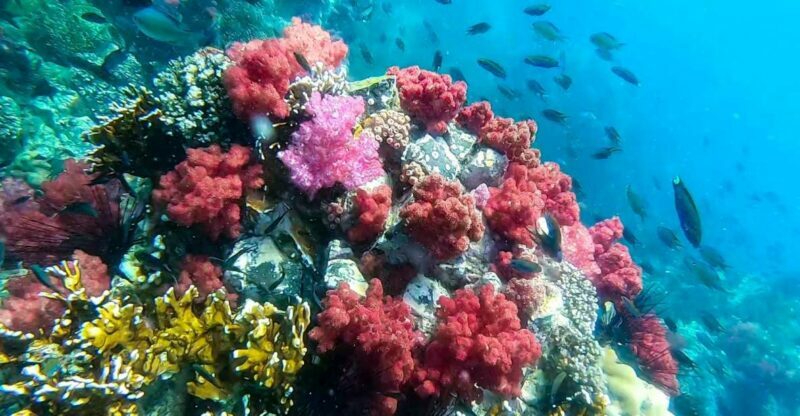 Koh Lipe: Longtail Boat Snorkeling Trip Program A - Frequently Asked Questions