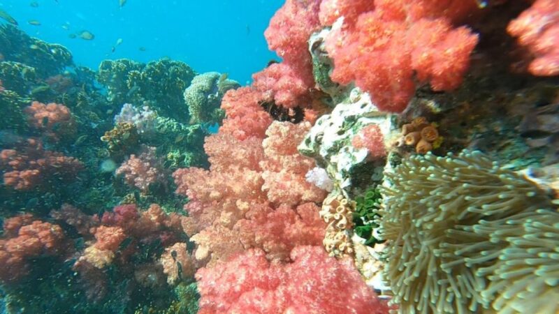 Koh Lipe: Longtail Boat Snorkeling Trip With Lunch - Exploring Jabung Islands Vibrant Coral Reefs