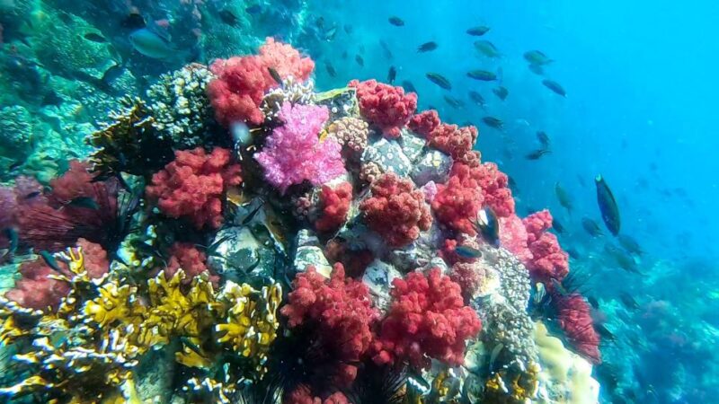 Koh Lipe: Longtail Boat Snorkeling Trip With Lunch - Relaxing on the White Sands of Rawi Island