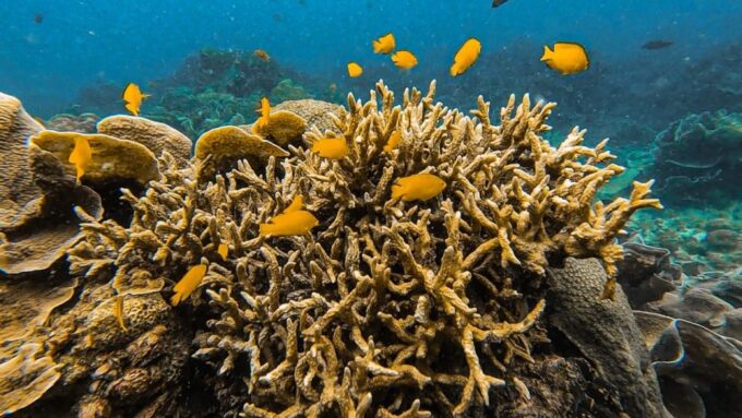 Koh Lipe: Longtail Boat Snorkeling Trip With Lunch - Inclusions and What to Bring