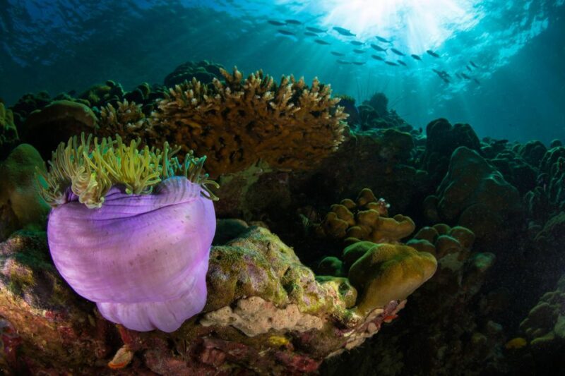 Koh Lipe: Private Snorkeling and Sunset Long Tail Boat Tour - Meeting and Important Information