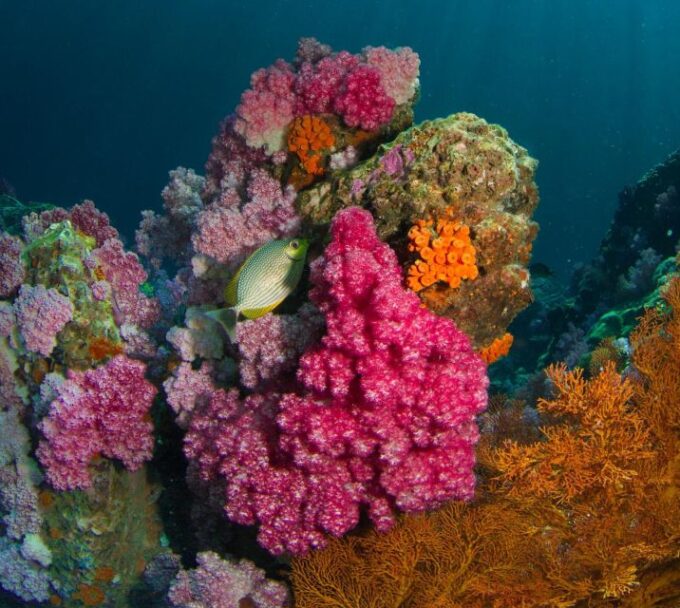 Koh Lipe: Private Snorkeling and Sunset Long Tail Boat Tour - Frequently Asked Questions