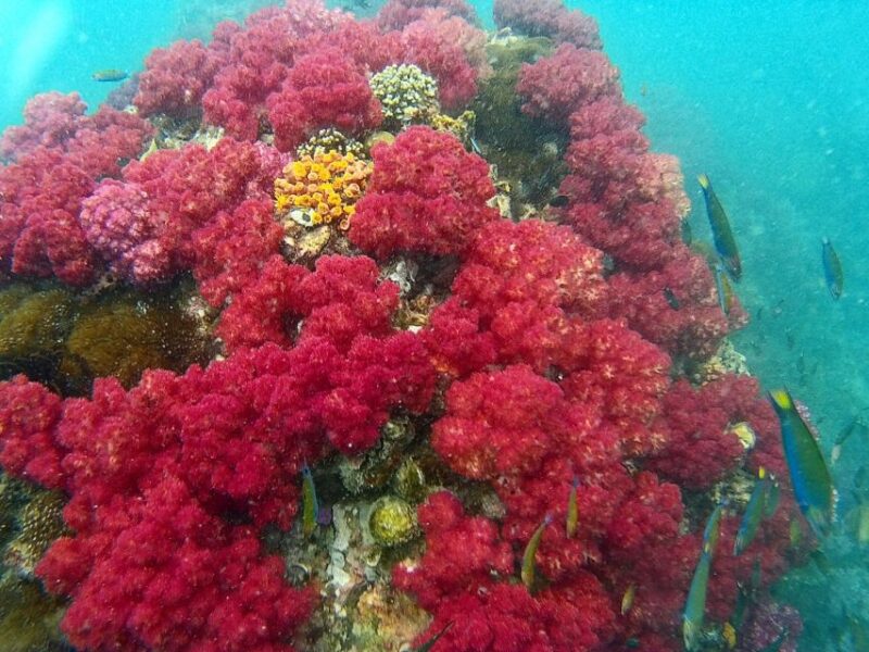 Koh Lipe Snorkeling Trip 6 Hours Trip1 - Key Points