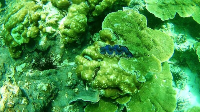 Koh Lipe Snorkeling Trip 6 Hours Trip1 - Itinerary Highlights
