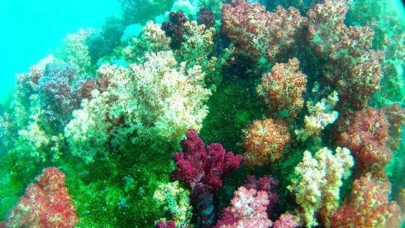 Koh Lipe Snorkeling Trip 6 Hours Trip1 - Important Preparation