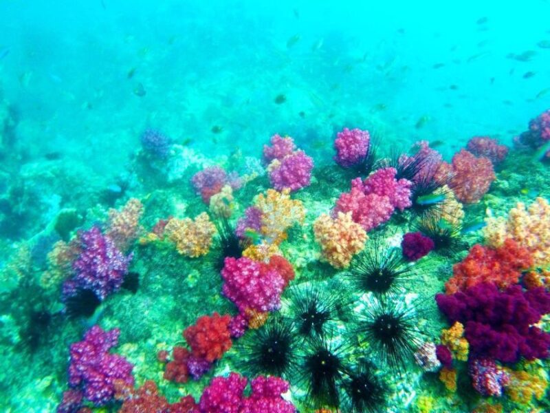 Koh Lipe Snorkeling Trip 6 Hours Trip1 - Customer Reviews