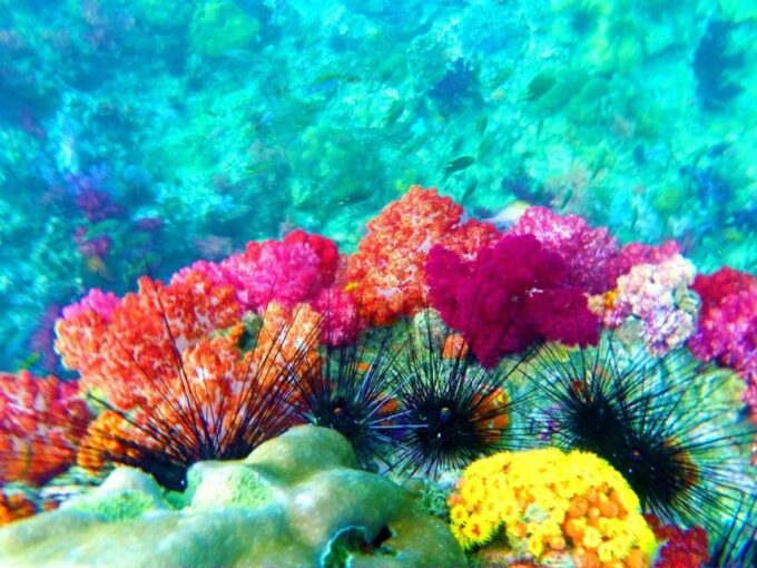 Koh Lipe Snorkeling Trip 6 Hours Trip1 - Pricing and Booking