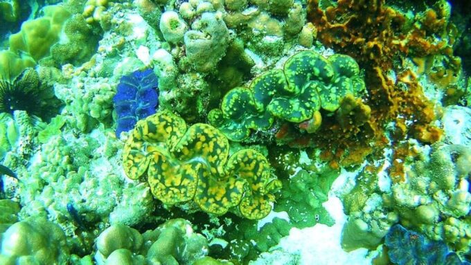 Koh Lipe Snorkeling Trip 6 Hours Trip1 - Frequently Asked Questions