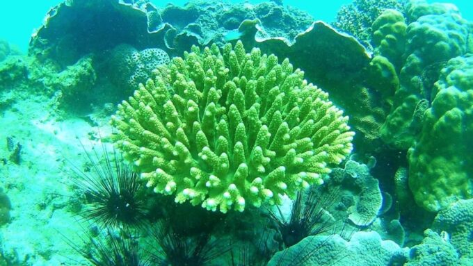 Koh Lipe Snorkeling Trip 6 Hours Trip1 - Recap