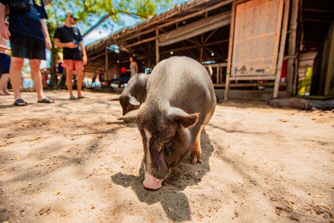 Koh Madsum and Koh Tan Snorkeling Trip By Speedboat From Koh Samui - Final Thoughts: Who Is This Tour Best For?