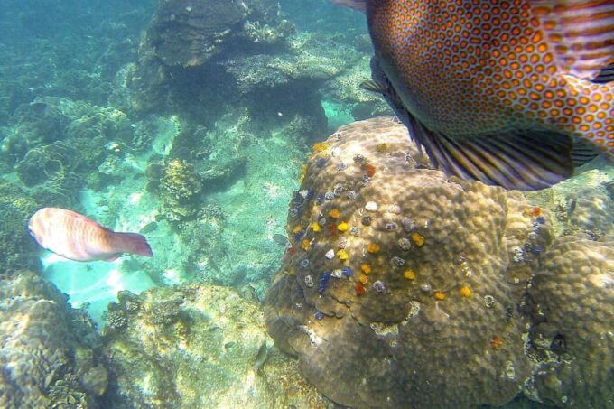 Koh Phangan: Koh Nangyuan & Koh Tao Boat Tour & Snorkeling - Pricing and Fees