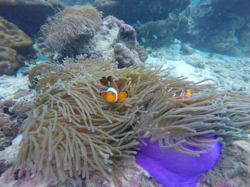 Koh Phi Phi: Maya Bay Private Longtail Boat Tour - Key Points