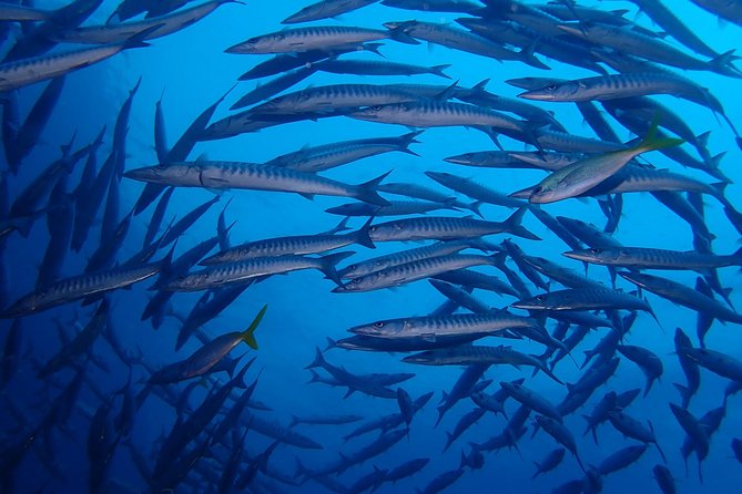 Koh Samui 2-Dive Trip to Sail Rock for Certified Divers - About Sail Rock Dive Site