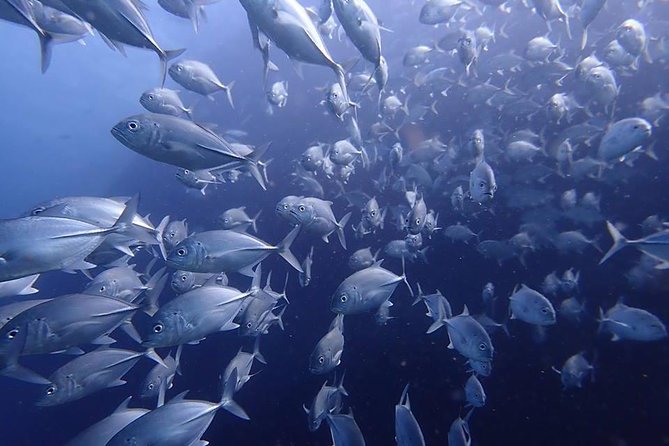 Koh Samui 2-Dive Trip to Sail Rock for Certified Divers - Hotel Pickup and Drop-off