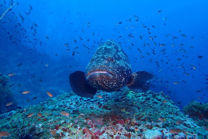 Koh Samui 2-Dive Trip to Sail Rock for Certified Divers - Confirmation and Booking Details