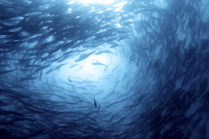 Koh Samui: Day Trip Diving at Sail Rock - Itinerary and Schedule