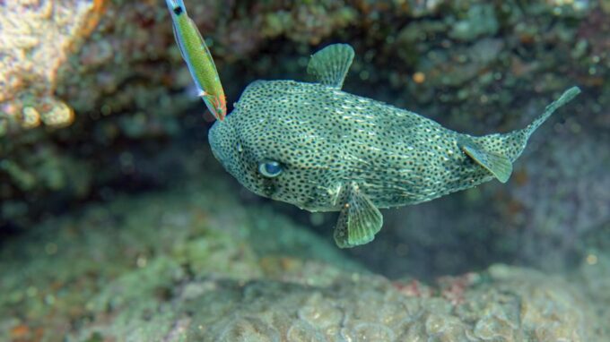 Koh Samui: Day Trip Diving at Sail Rock - Positive Feedback From Previous Guests