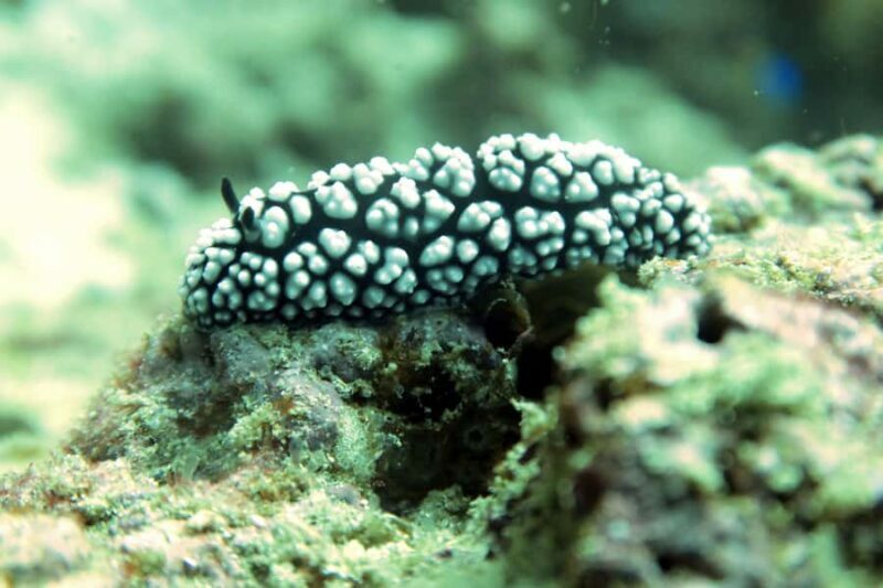 Koh Samui: Discover Scuba Diving - Reviews and Real Experiences