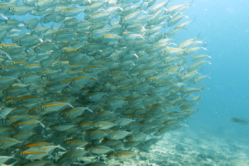 Koh Samui: Discover Scuba Diving - Program Details