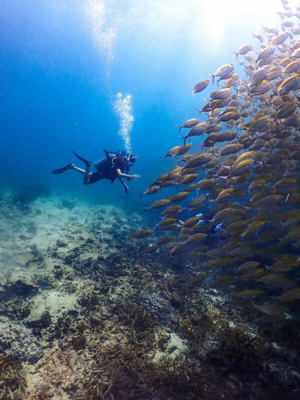 Koh Samui: Dive Tour to Sail Rock - Getting There and the Journey to Sail Rock