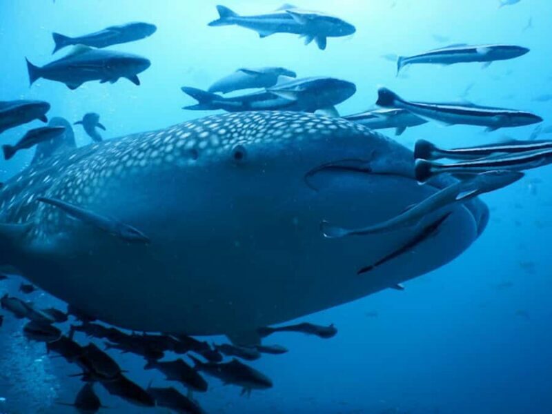 Koh Samui: Dive Tour to Sail Rock - The Actual Dives: What You Can Expect