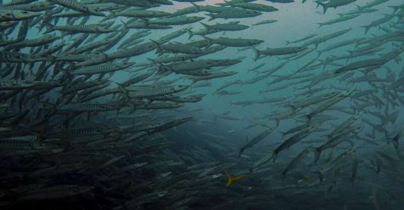 Koh Samui: Dive Trip Experience in Koh Tao - Key Points