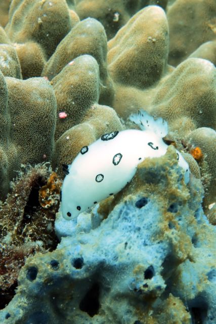 Koh Samui: Dive Trip Experience in Koh Tao - Dive Experience