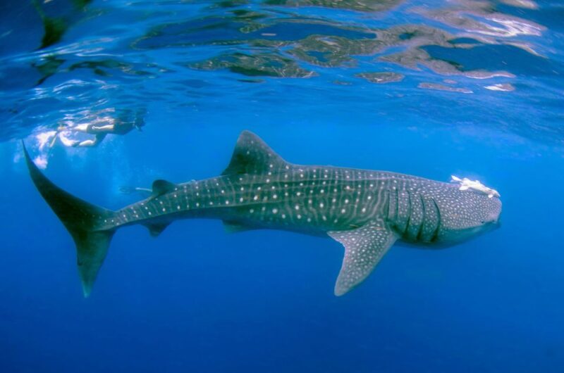 Koh Samui: Dive Trip Experience in Koh Tao - Included and Excluded