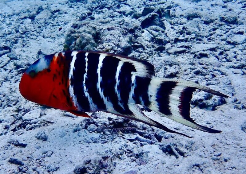 Koh Samui: Dive Trip Experience in Koh Tao - What to Bring