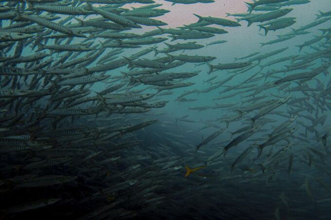 Koh Samui: Dive Trip Experience in Koh Tao - Pickup and Drop-off