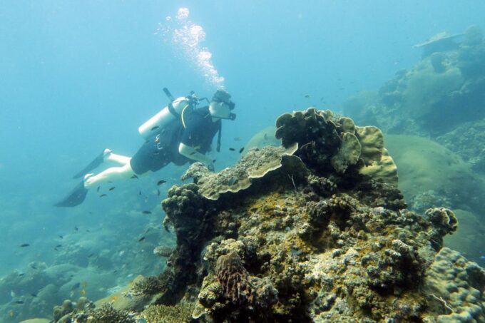Koh Samui: Dive Trip Experience in Koh Tao - Dive Site Highlights
