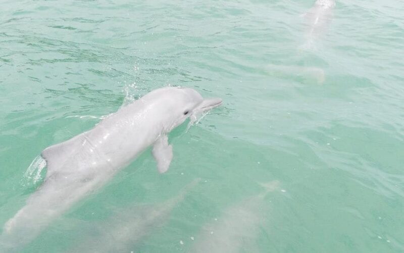 Koh Samui: Dolphin and 3-Island Power Speed Catamaran Tour - Exclusions