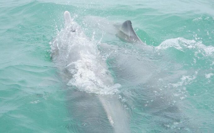 Koh Samui: Dolphin and 3-Island Power Speed Catamaran Tour - Luxurious Amenities Aboard