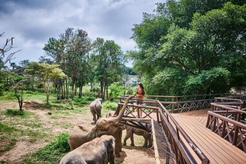 Koh Samui: Elephant Kingdom Sanctuary Half-Day Tour - Key Points