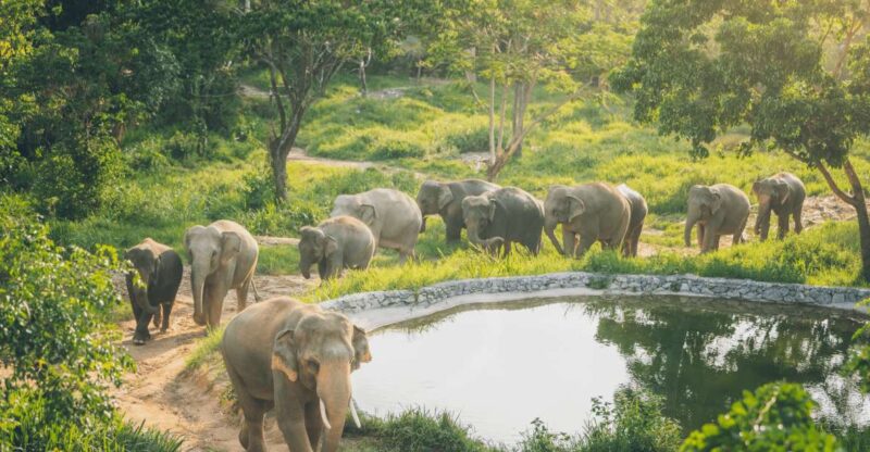 Koh Samui: Elephant Kingdom Sanctuary Half-Day Tour - Experience Highlights