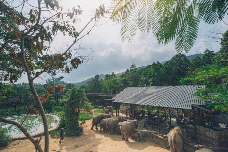 Koh Samui: Elephant Kingdom Sanctuary Half-Day Tour - Pickup and Accessibility