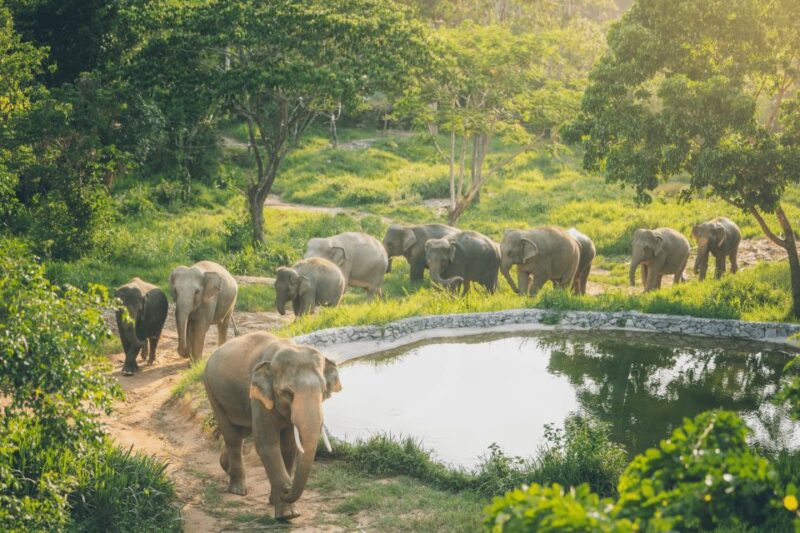 Koh Samui: Elephant Kingdom Sanctuary Half-Day Tour - Customer Feedback and Ratings