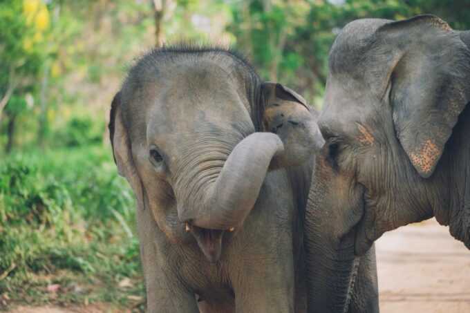 Koh Samui: Elephant Kingdom Sanctuary Half-Day Tour - Enriching Educational Experience