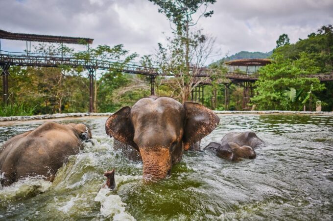 Koh Samui: Elephant Kingdom Sanctuary Half-Day Tour - Convenient Booking and Reservation
