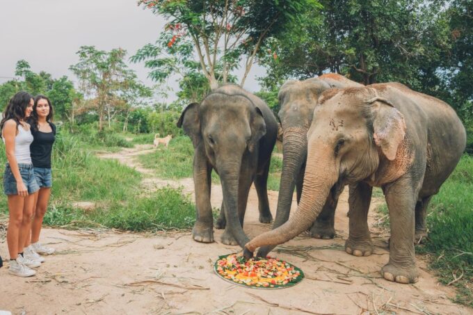 Koh Samui: Elephant Kingdom Sanctuary Half-Day Tour - Frequently Asked Questions