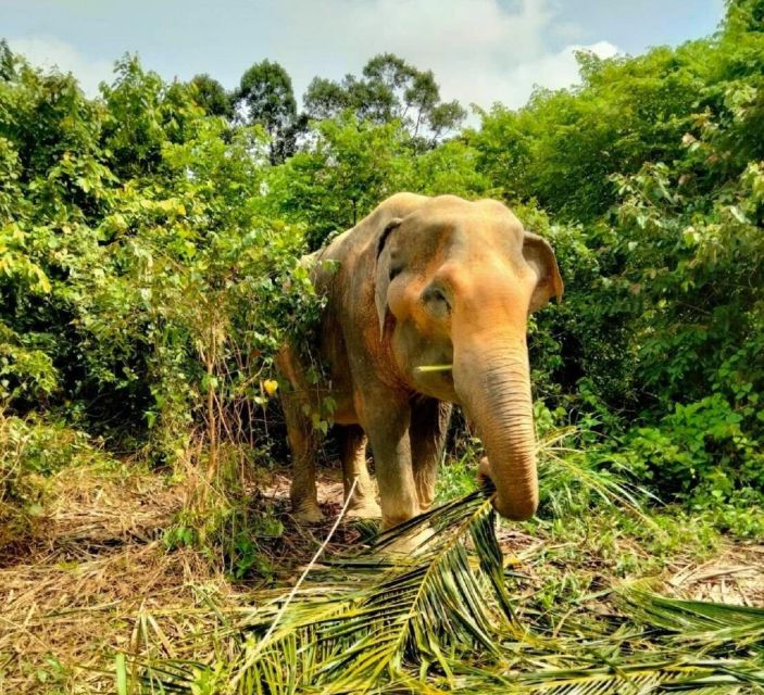Koh Samui: Elephant Sanctuary and More - Full Day - Sustainable Practices