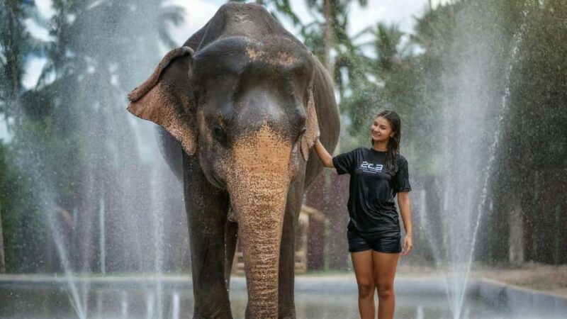 Koh Samui: Elephant Sanctuary Tour - Feed & Shower Elephants - Key Points